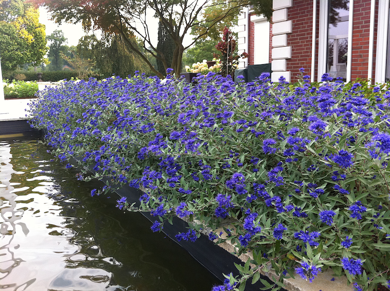 mass-planting-of-first-editions-sapphire-surf-bluebeard-by-the-water.jpg