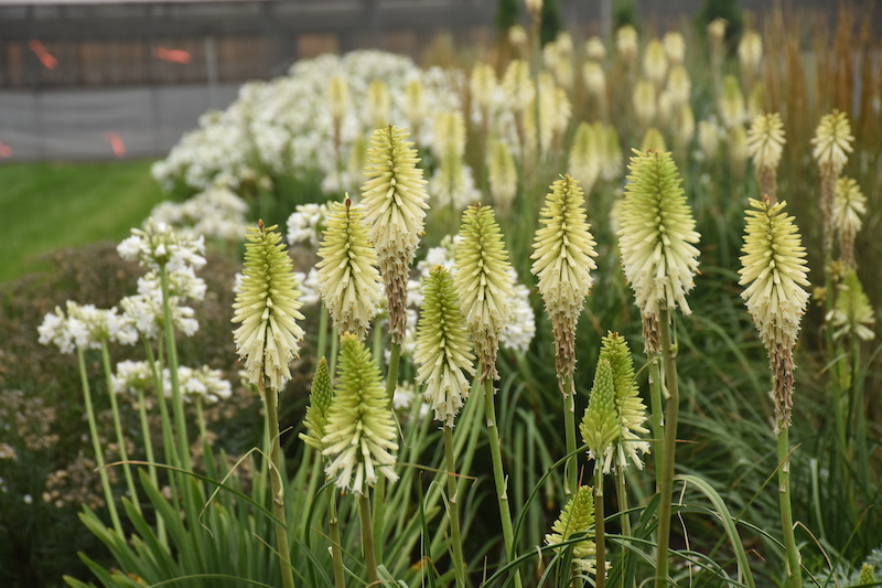 mass-planting-of-kniphofia-flashpoint.jpg