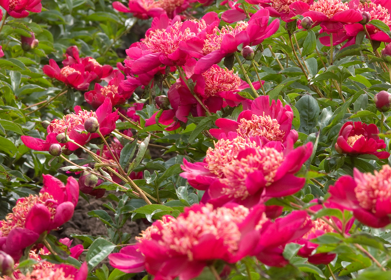 Neon peony  Peonies, Beautiful blooms, Flower garden