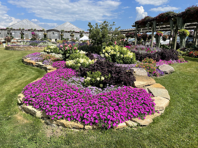 mass-planting-of-supertunia-vista-jazzberry-at-the-front-of-a-border.jpg