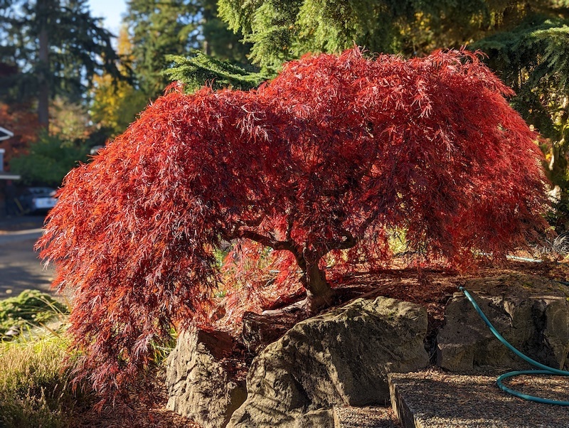 mature-crimson-queen-weeping-japanese-maple.jpg