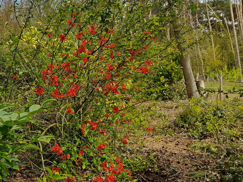 maule-s-quince-planted-in-a-naturalized-wooded-area.jpg