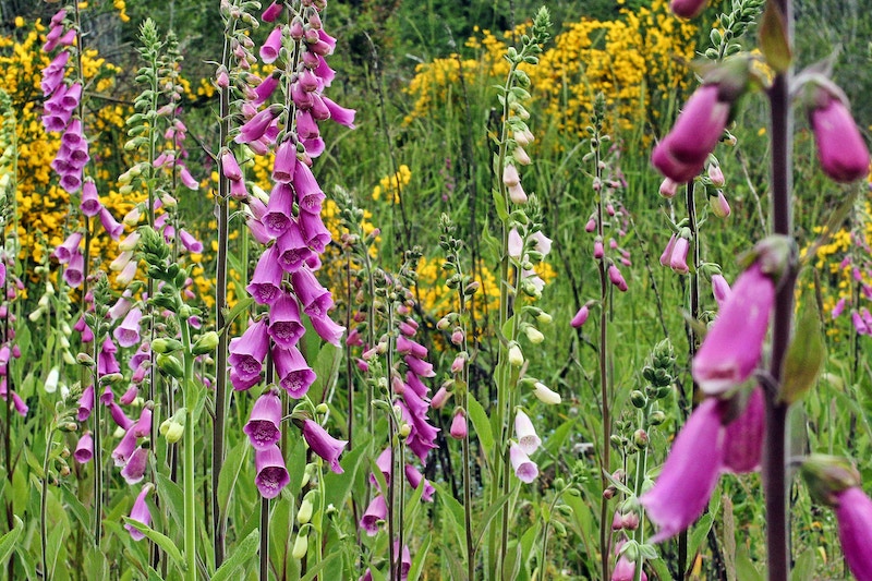 meadow-with-blooming-foxglove.jpg