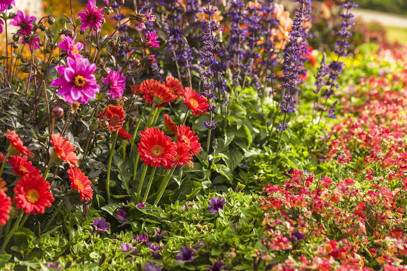 mega-revolution-scarlet-red-gerbera-daisy-planted-with-salvia-and-nemesia.jpg