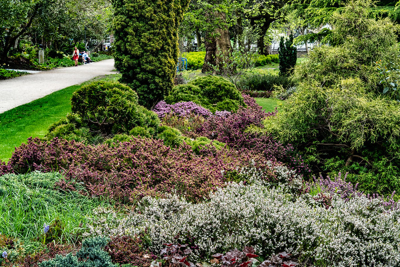 merrion-square-park-n-dublin-with-heathers-arborvitae-false-cypress-coral-bells-juniper-and-yew.jpg