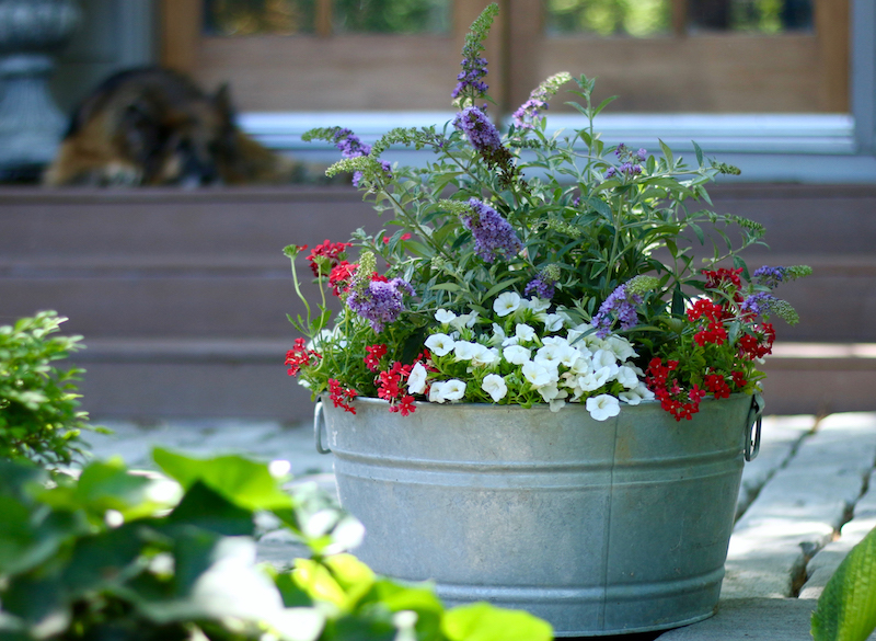 metal-container-planted-with-lo-behold-lilac-chip-butterfly-bush-superbena-scarlet-star-and-superbells-white-calibrachoa.jpg