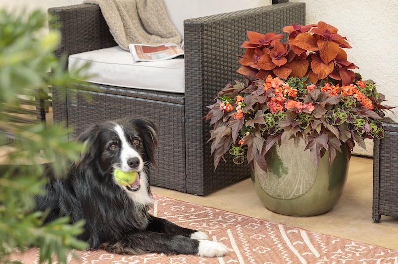 metallic-pot-with-double-impatiens-sweet-potato-vine-and-coleus-next-to-dog-with-tennis-ball.jpg