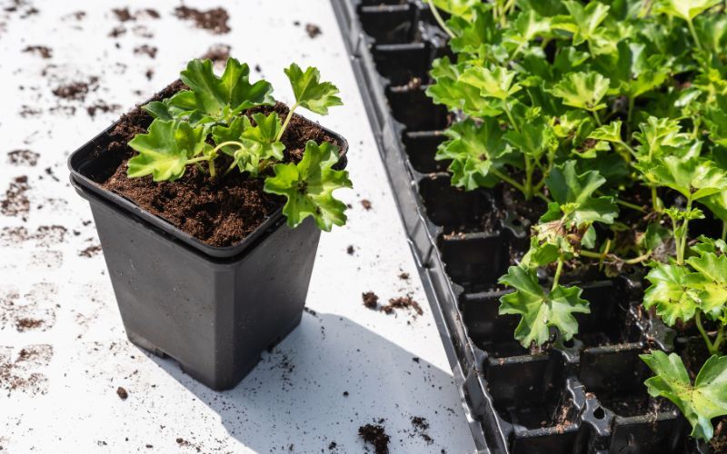 methods-to-propagate-geranium.jpg