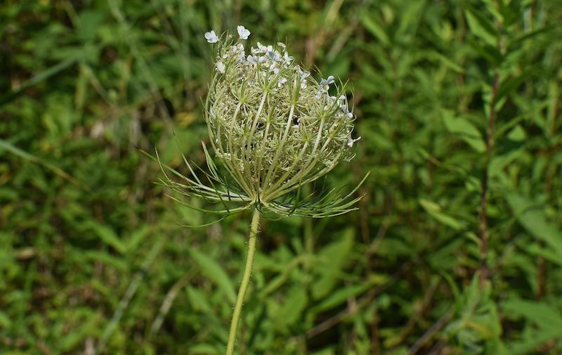 milkweed-flower-opening.jpg