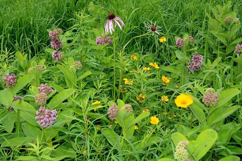 milkweed-planted-with-coneflower-and-coreopsis.jpg