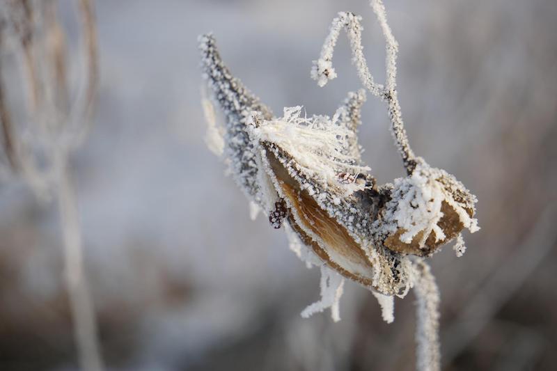 milkweed-seedpod-in-winter.jpg