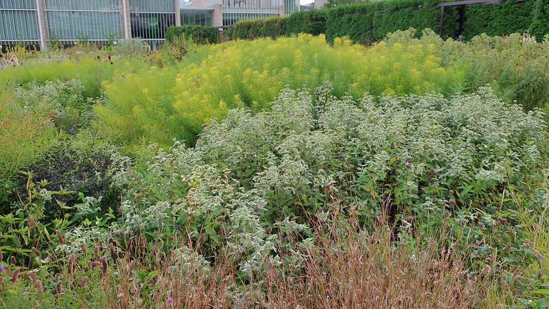 millennium-park-chicago-planting-with-pycnanthemum-muticum-mountain-mint-amsonia-hubrichtii-threadleaf-bluestar-and-schizachyrium-scoparium-little-bluestem-grass.jpg