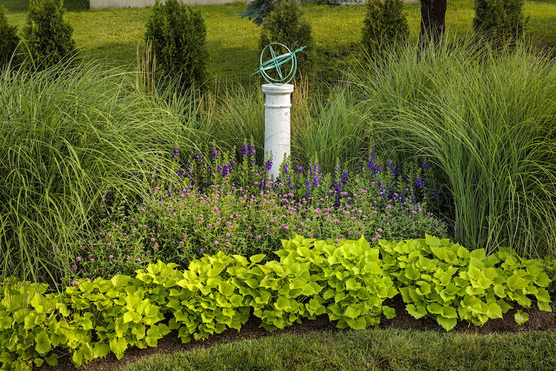 miscanthus-morning-light-planted-with-summer-snapdragon-globe-amaranth-and-sweet-potato-vine.jpg