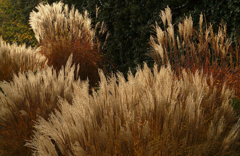 miscanthus-ornamental-grass.jpg