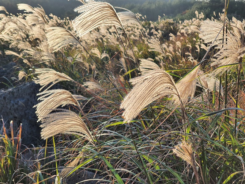 Miscanthus Plumes – Be Home