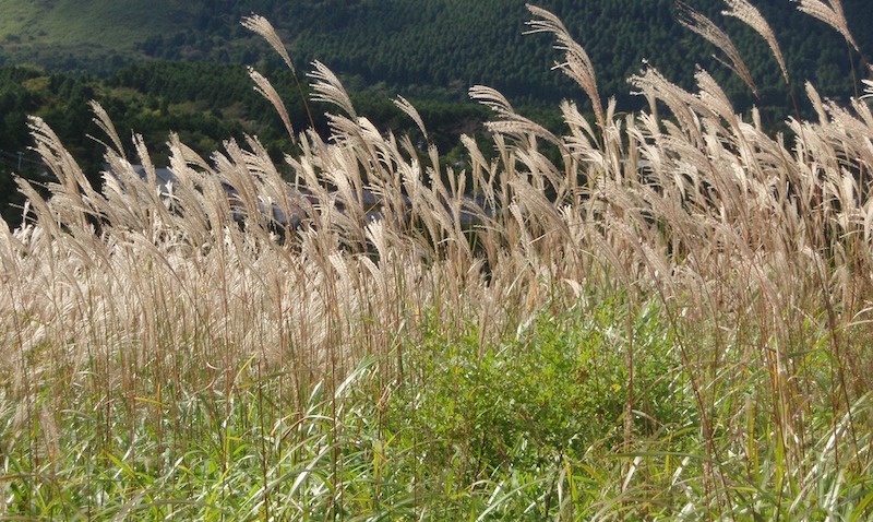 miscanthus-plumes-waving-in-the-breeze.jpg