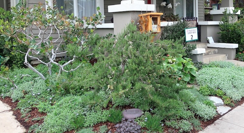 mission-hills-garden-walk-planted-with-rosemary-indian-hawthorn-snow-in-summer-and-morning-glory.jpg