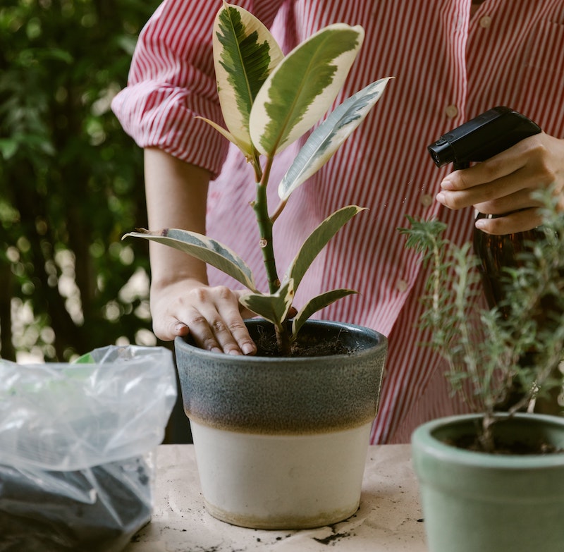 misting-plant-with-diluted-fertilizer.jpg