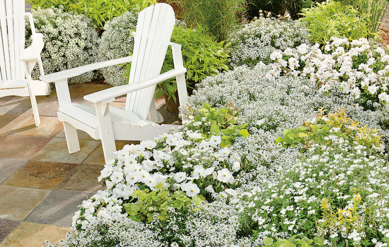 mixed-border-planting-with-white-sweet-alyssum.jpg