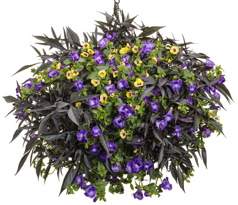 mixed-container-of-torenia-and-potato-vine.jpg