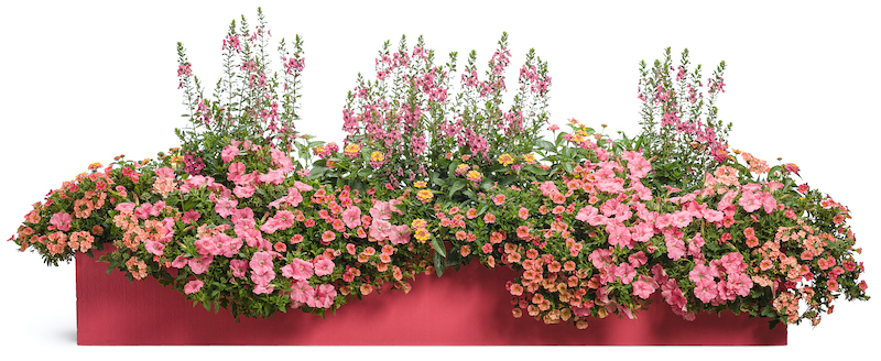 mixed-container-pink.jpg