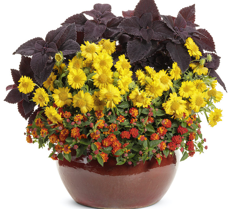 mixed-container-with-coleus-heat-it-up-yellow-blanket-flower-and-lantana.jpg