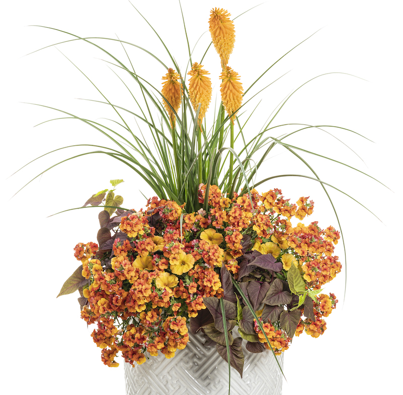 mixed-container-with-kniphofia.jpg