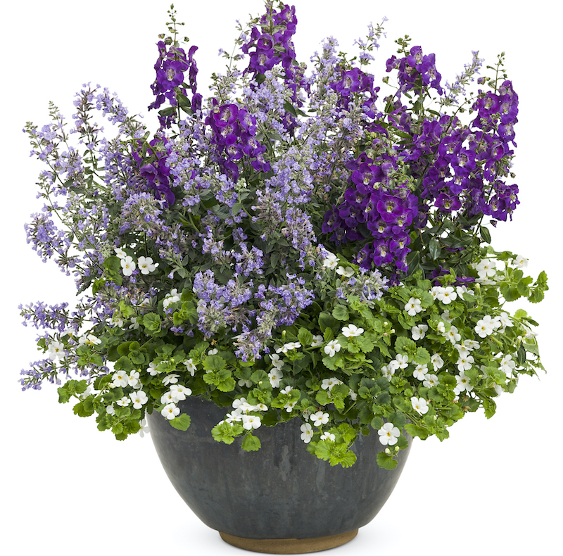 mixed-container-with-nepeta.jpg