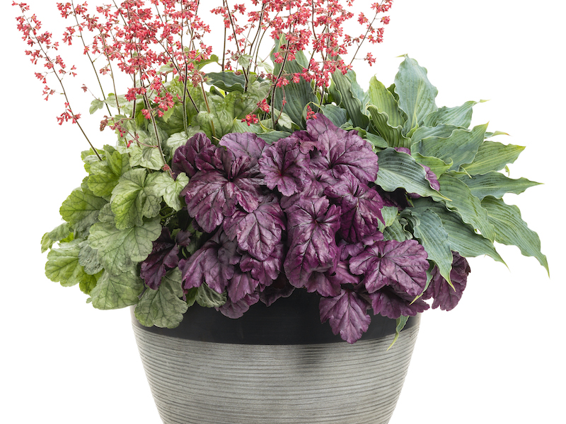 mixed-container-with-two-heuchera-varieties.jpg