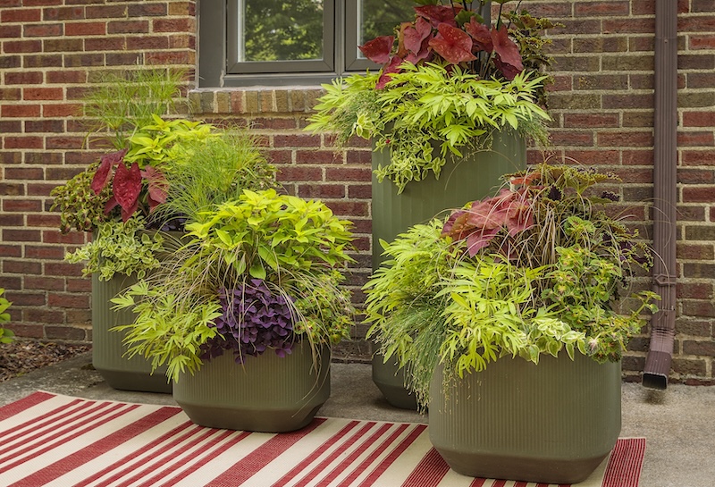 mixed-containers-with-sweet-caroline-medusa-green-sweet-potato-vine-coleus-sun-caladium-sedum-pineapple-sage-shamrock-livingstone-daisy-toffee-twist-sedge-and-egyptian-papyrus.jpg