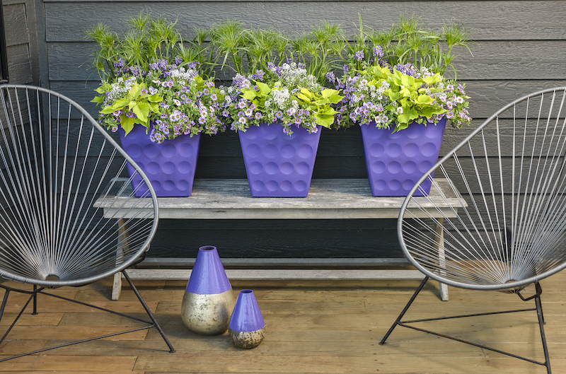 mixed-deck-planting-with-sweet-alyssum-plants.jpg