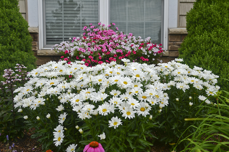 mixed-foundation-planting-with-leucanthemum-daisy-may.jpg