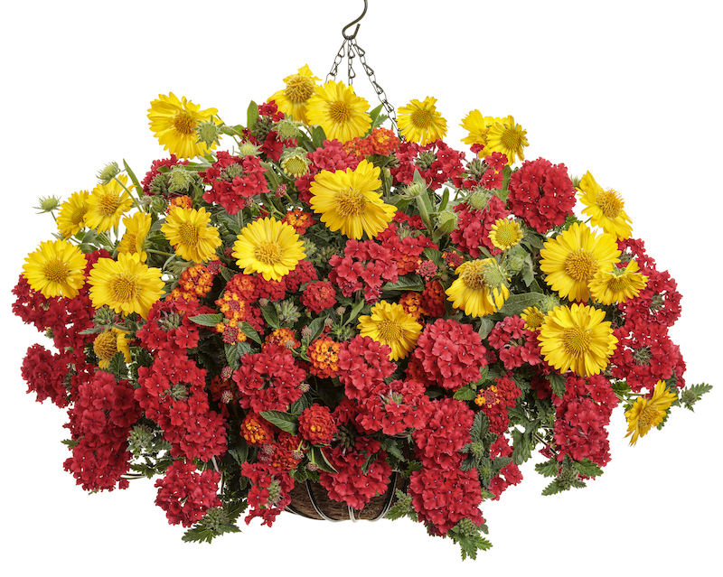 mixed-hanging-basket-with-verbena-lantana-and-heat-it-up-blanket-flower.jpg