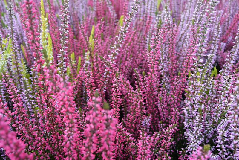 mixed-heather-colors.jpg