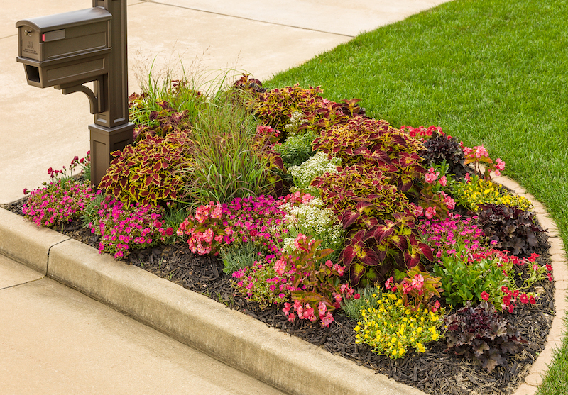 mixed-mailbox-planting-includes-purlane-varieties-petunia-pinks-coleus-aronia-coral-bells-and-baby-s-breath.jpg