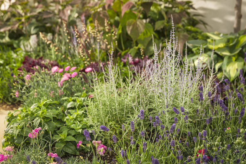 mixed-perennial-bed-with-lavender.jpg