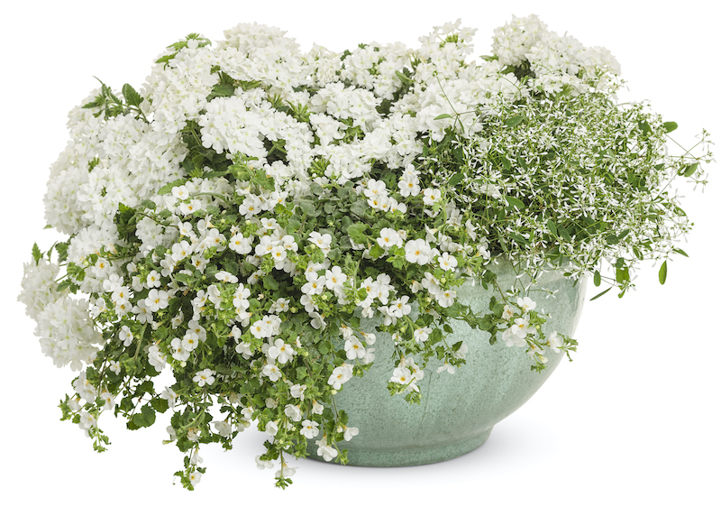 mixed-planter-with-white-bacopa.jpg
