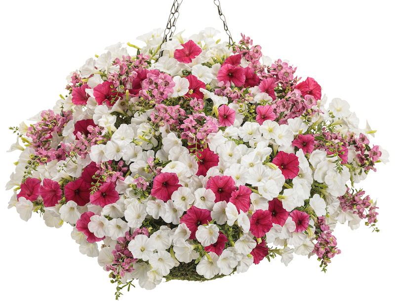 mixed-planting-hanging-basket.jpg