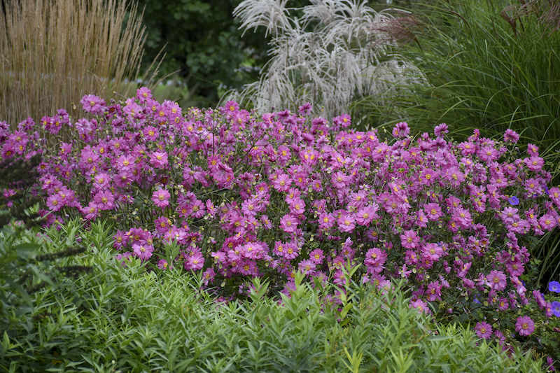 mixed-planting-with-anemone-fall-in-love-sweetly.jpg