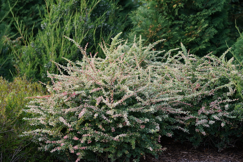 mixed-planting-with-berberis-sunjoy-sequins.jpg