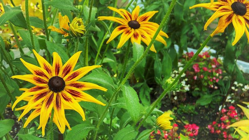 mixed-planting-with-black-eyed-susan.jpg