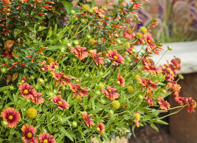 Pruning Blanket Flower Plant Addicts