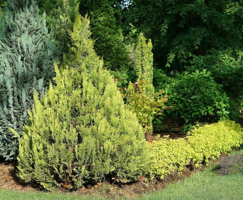 mixed-planting-with-chamaecyparis-pinpoint-gold.jpg