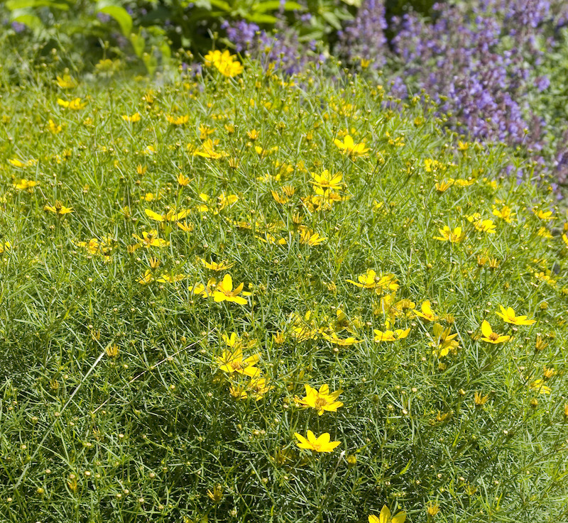 mixed-planting-with-coreopsis-zagreb.jpg