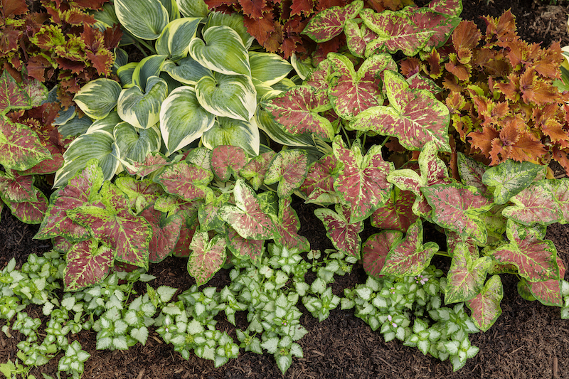 mixed-planting-with-dead-nettle-in-front-coleus-hosta-and-shade-caladium.jpg