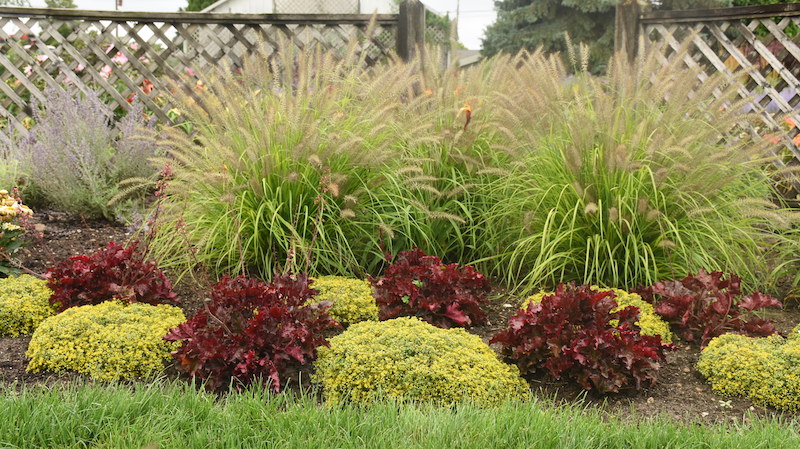 mixed-planting-with-fountain-grass.jpg