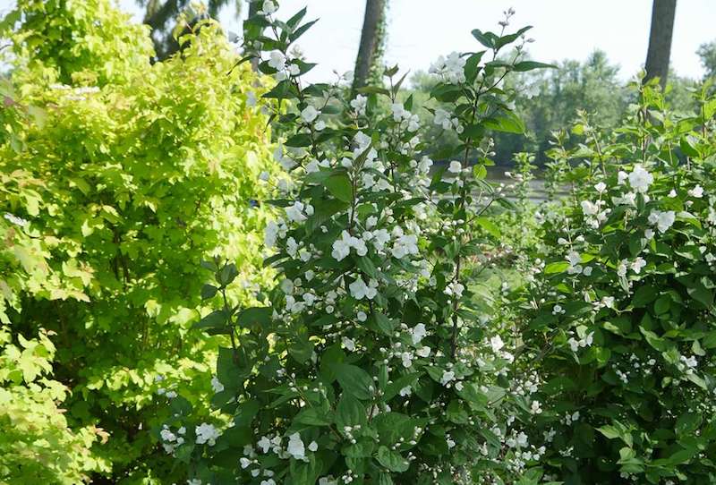 mixed-planting-with-illuminati-arch-mock-orange.jpg