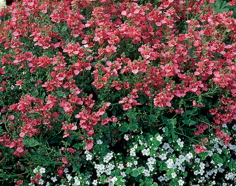 mixed-planting-with-juicy-fruits-watermelon.jpg