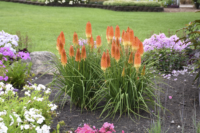 mixed-planting-with-kniphofia-backdraft-and-other-perennials.jpg