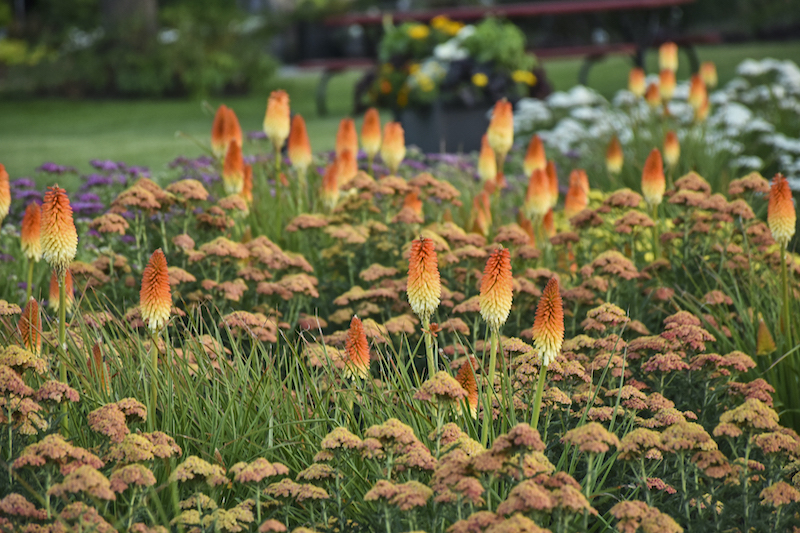 mixed-planting-with-kniphofia-pyromania-hot-and-cold.jpg